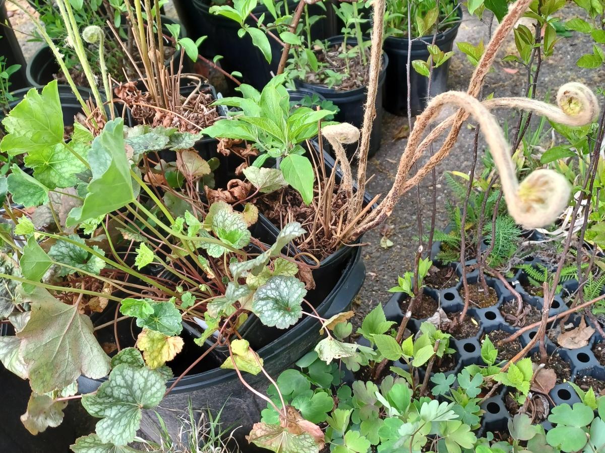 A Blank Canvas of a Backyard Inspires&nbsp;Possibility