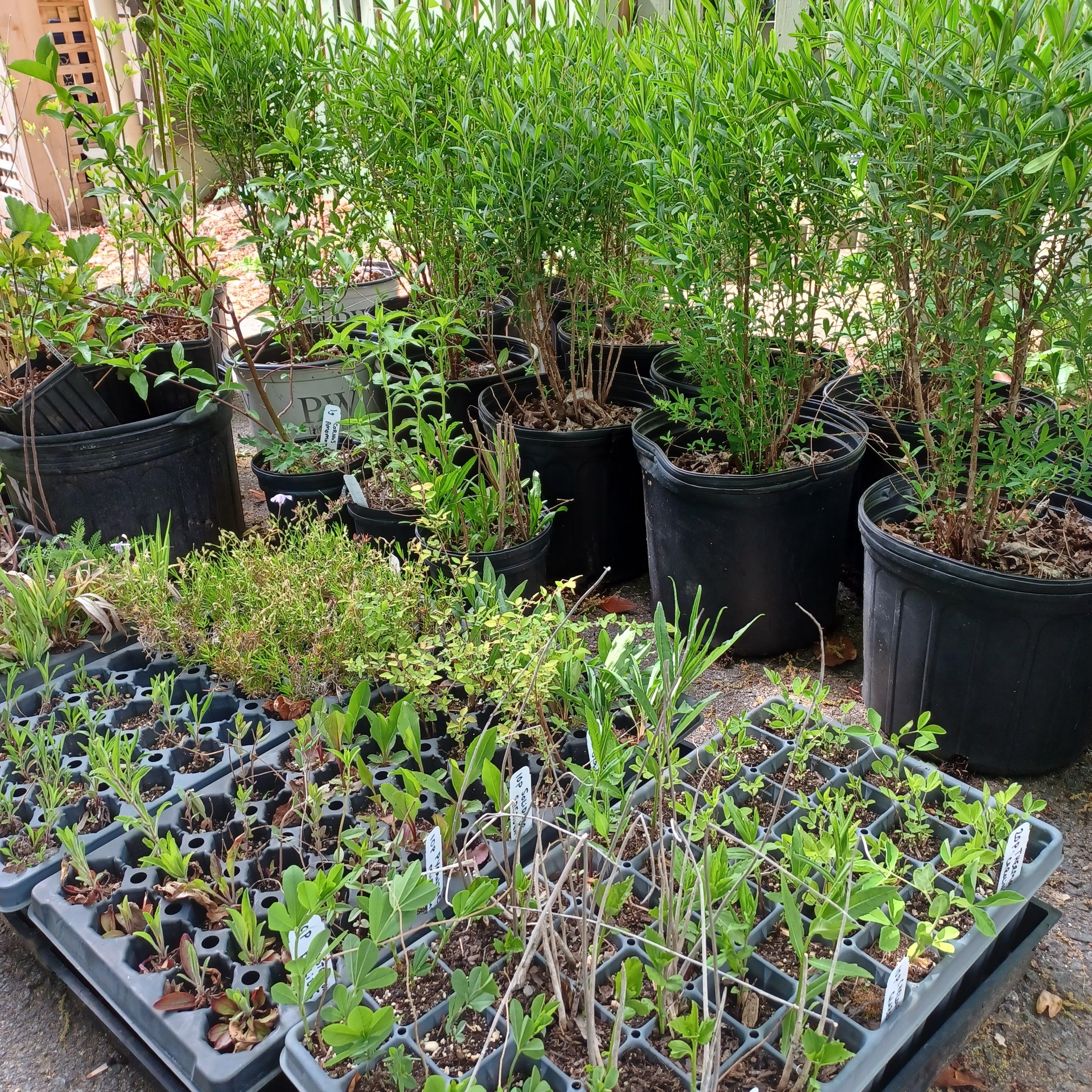 Where to Buy Native Plants Friends of Native Trees in Takoma
