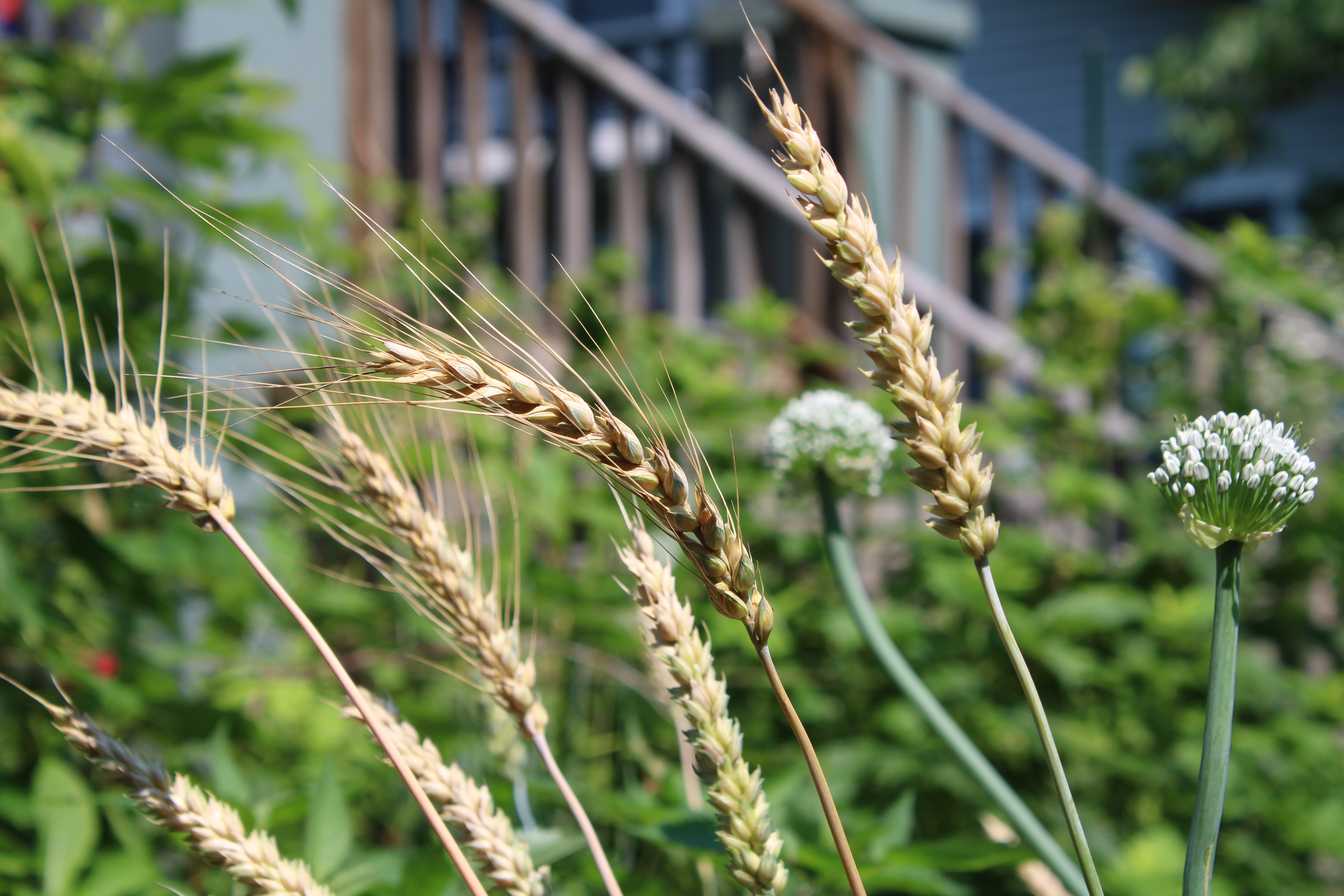 Which Native Plants to Select | Friends of Native Trees in Takoma