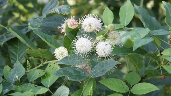 Introduce Native Plants You Love! | Friends of Native Trees in Takoma