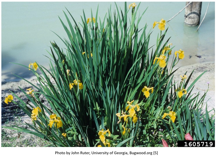 Yellow flag iris | Friends of Native Trees in Takoma