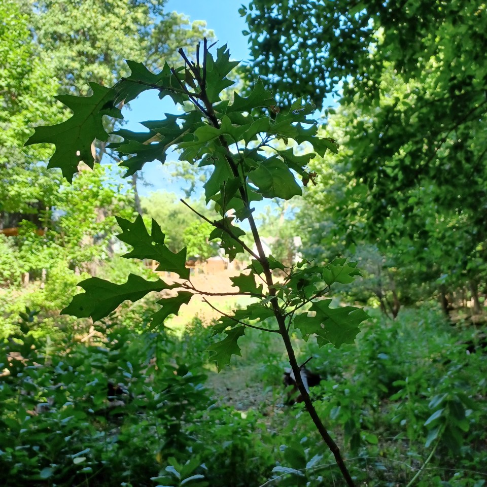 City and Volunteers Ready Parks for Native Plants | Friends of Native ...