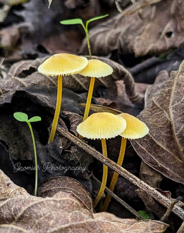 Leave the leaves | Friends of Native Trees in Takoma