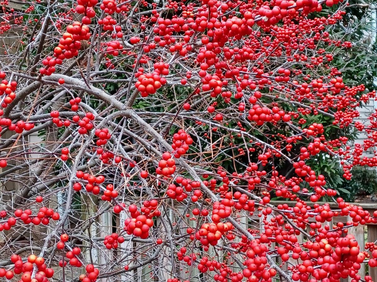 Winterberries Provide a Winter’s Feast for Feathered&nbsp;Friends