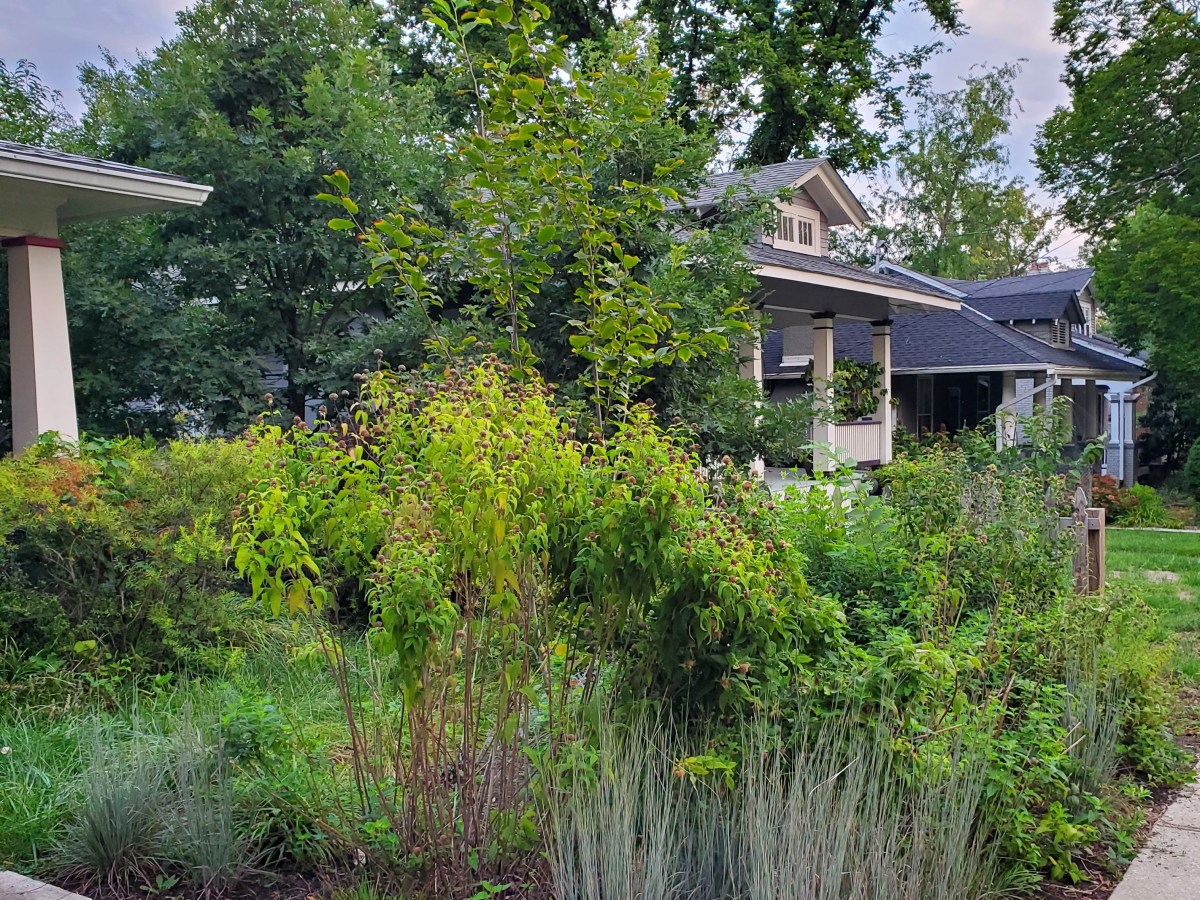 FONTT Gardeners Identify Natives that Beat Drought and&nbsp;Deer