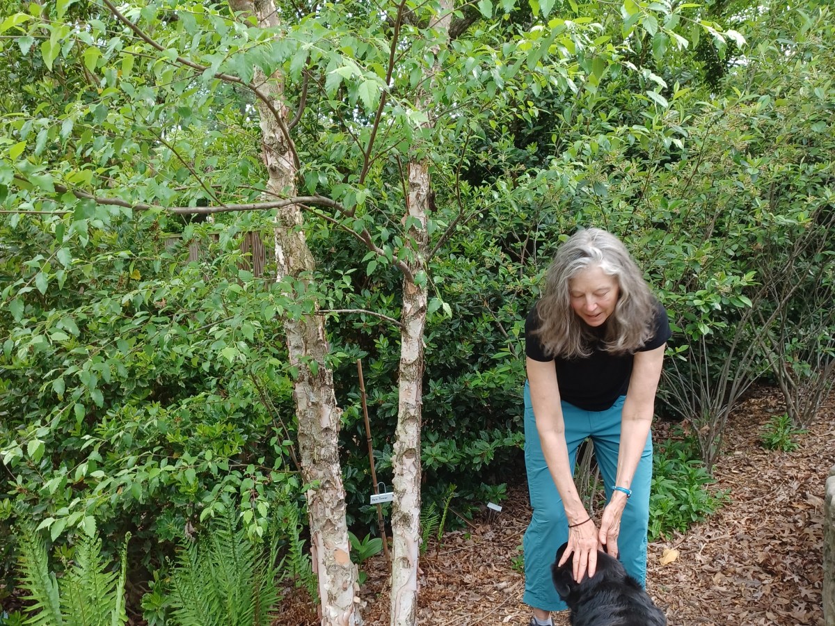 A Backyard Oasis Arises from Covid’s&nbsp;Confinement