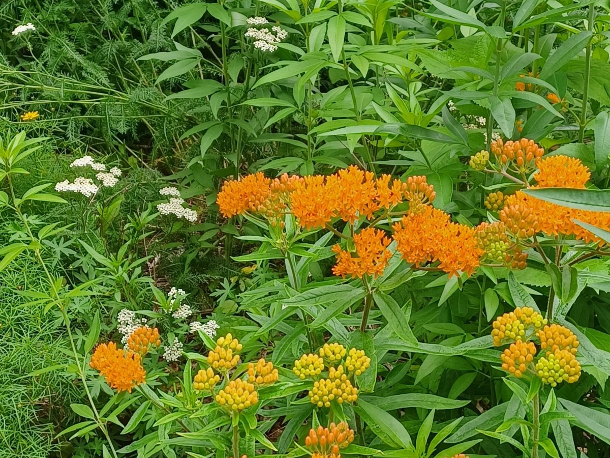 Milkweeds Bloom in Takoma&nbsp;Park