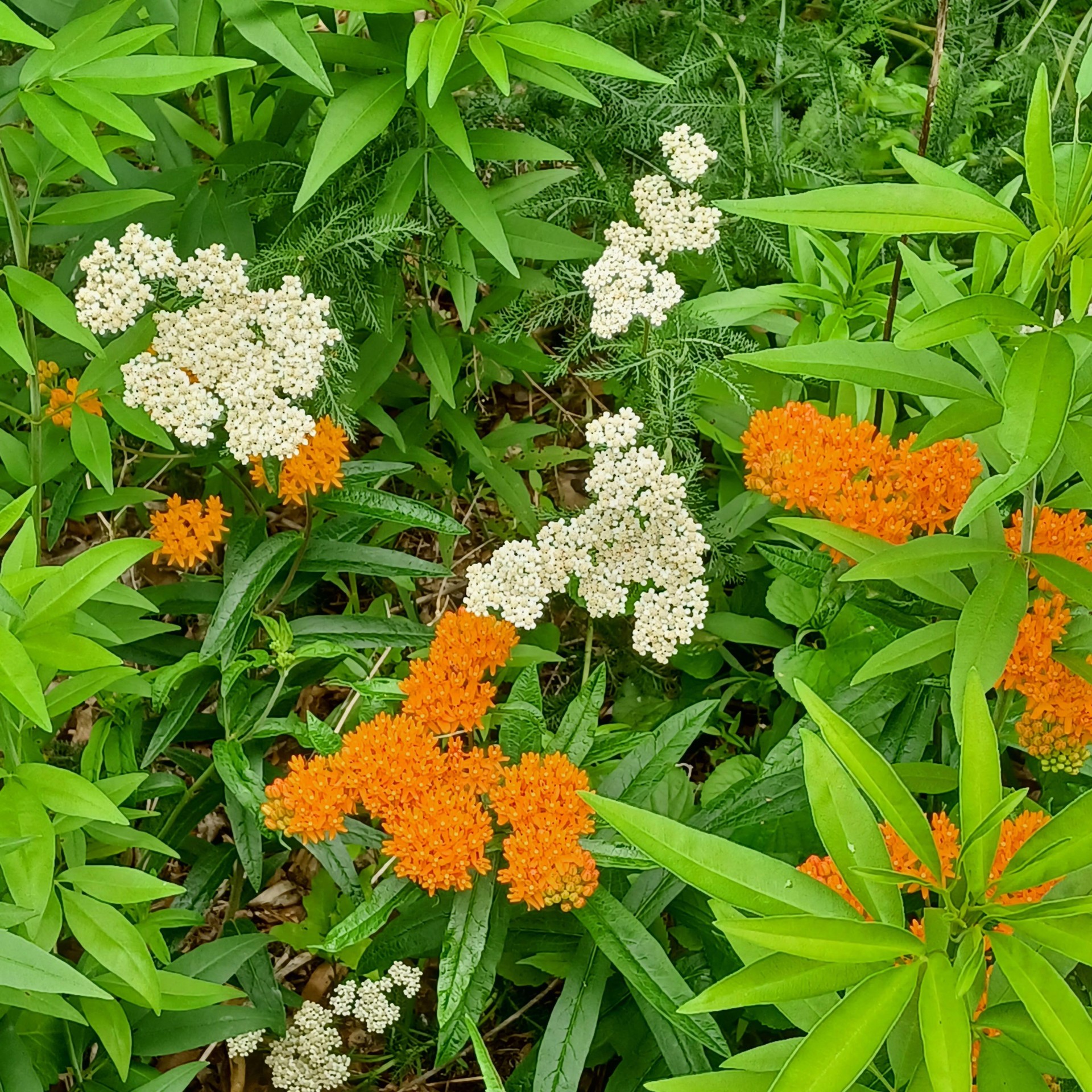Native Landscaping | Friends of Native Trees in Takoma