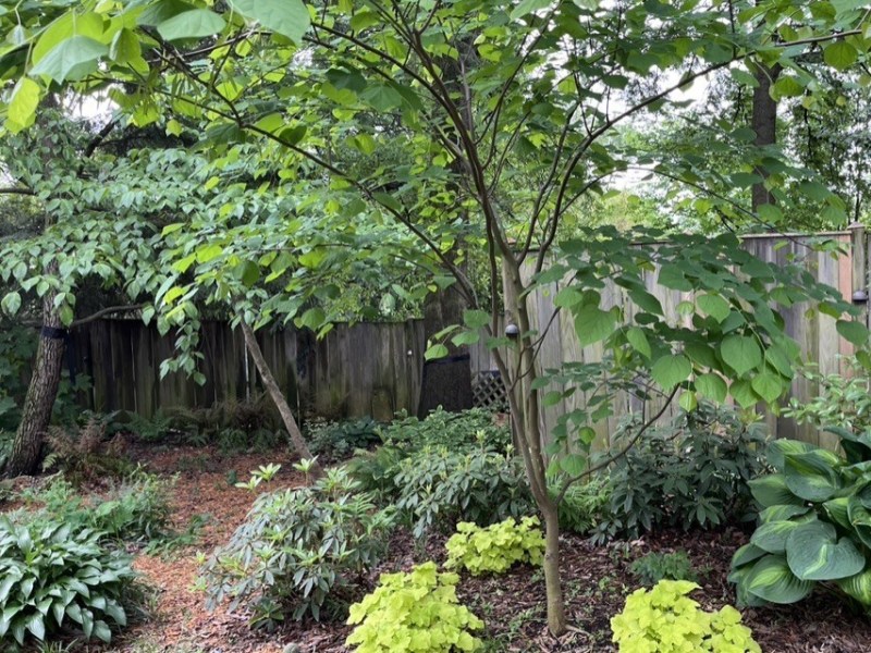 Ripping Out the English Ivy Was the Easy&nbsp;Part