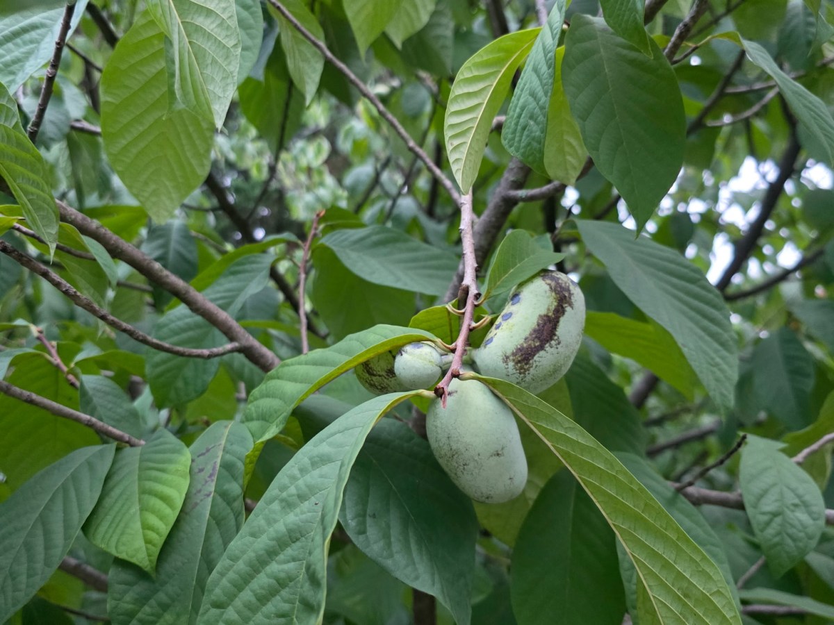 Bringing the Pawpaw Challenge to Takoma&nbsp;Park