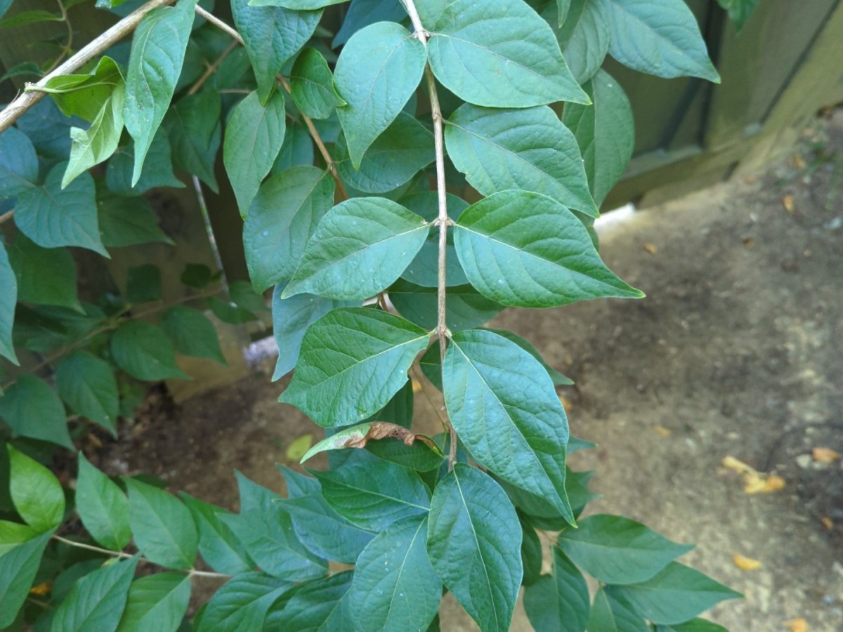 Bush Honeysuckle:  The Unloved and Unlovely&nbsp;Interloper