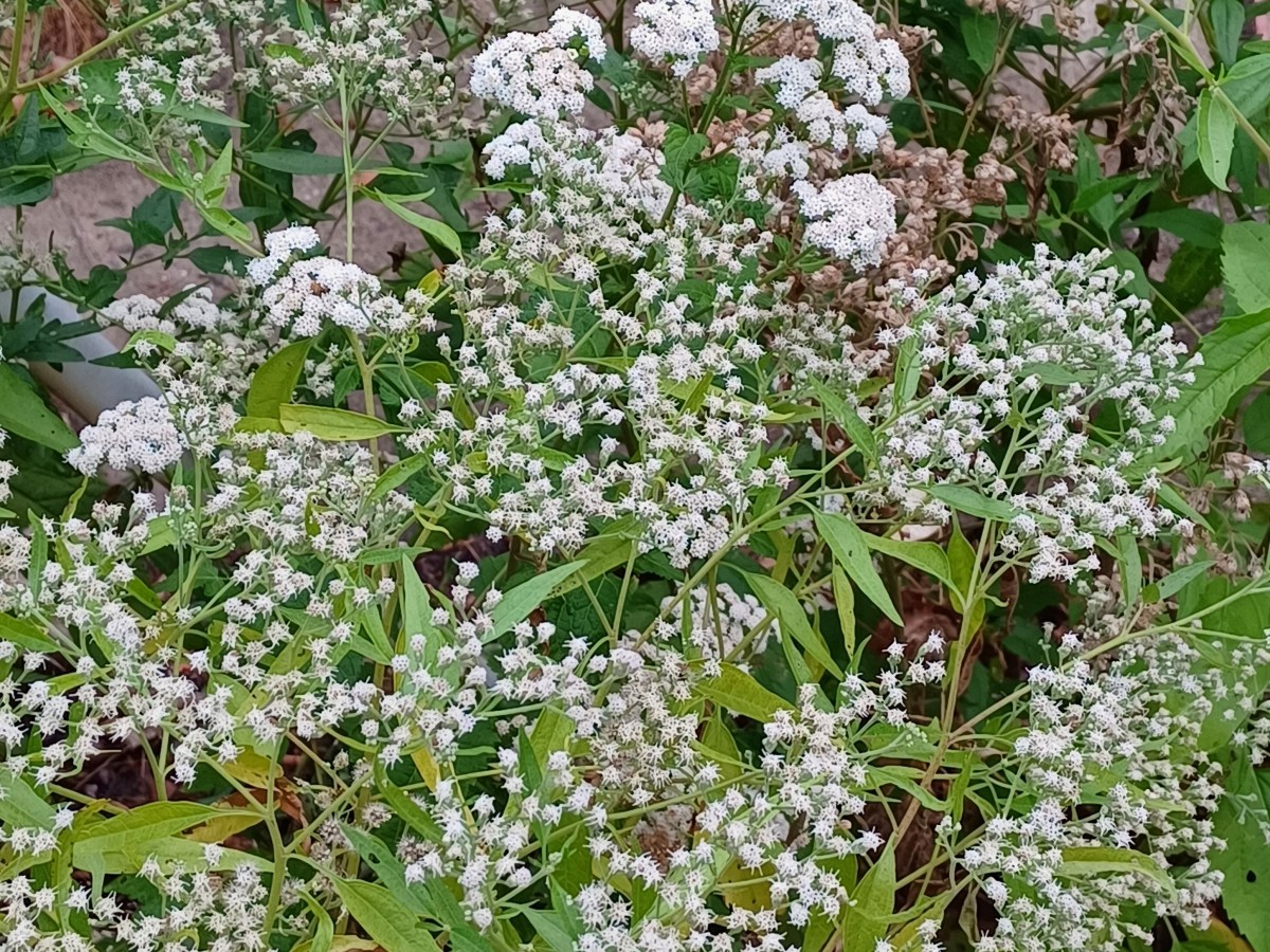 A Trio of Native Perennials Volunteers White Blooms This&nbsp;Month