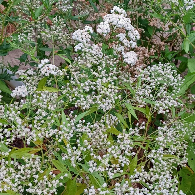 Photograph by Meg Voorhes