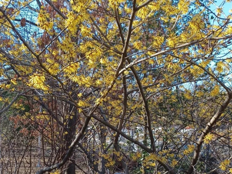 Witch Hazels Enter Their Most Bewitching&nbsp;Season