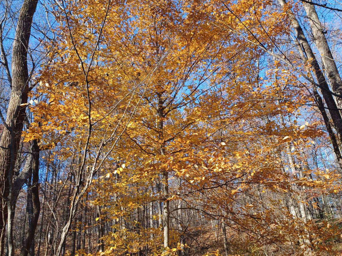 Bountiful and Beautiful American Beech is under&nbsp;Threat