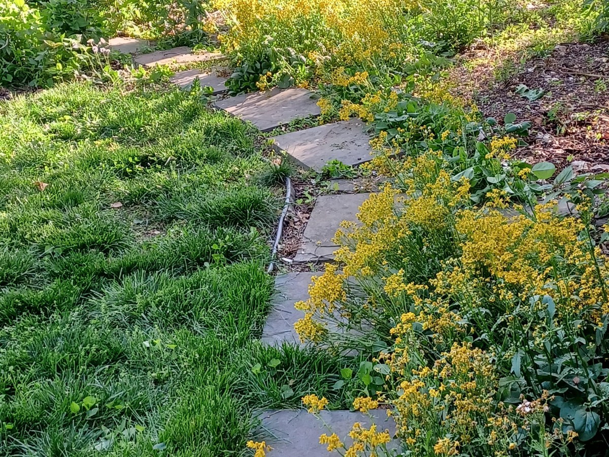 Packera Species Yield Gold in Early&nbsp;Spring