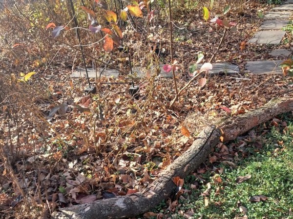 Let Sleeping Logs&nbsp;Lie